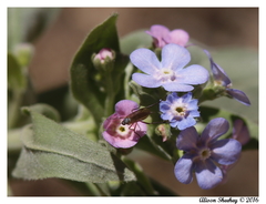 Hackelia velutina