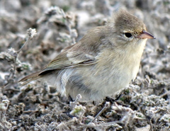Certhidea fusca