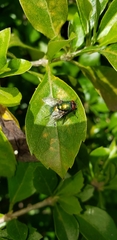 Lucilia sericata