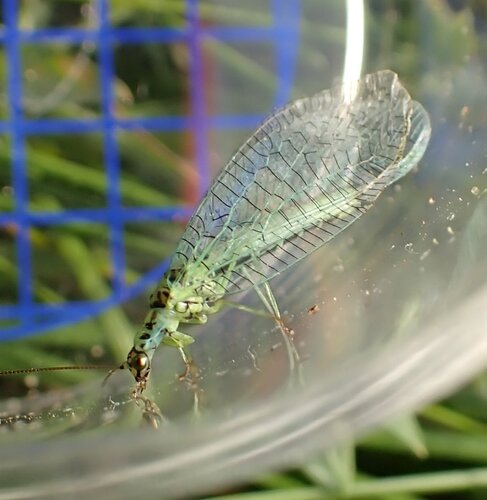 Pearly Green Lacewing photo 4