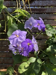 Solanum wendlandii