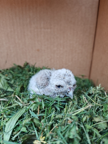 View observation of {o.common_name} on iNaturalist