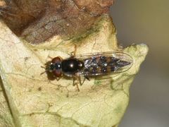 Platycheirus scutatus