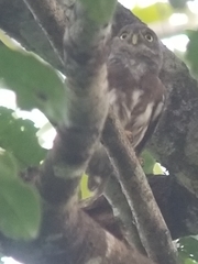 Glaucidium hardyi