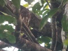Glaucidium hardyi