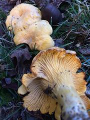 Cantharellus