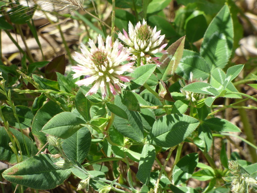 Trifolium vesiculosum iNat (3)