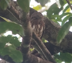 Glaucidium hardyi