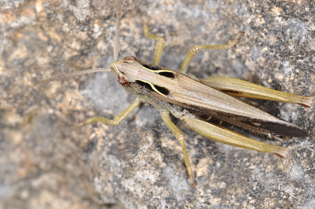 Common green grasshopper (Omocestus viridulus)