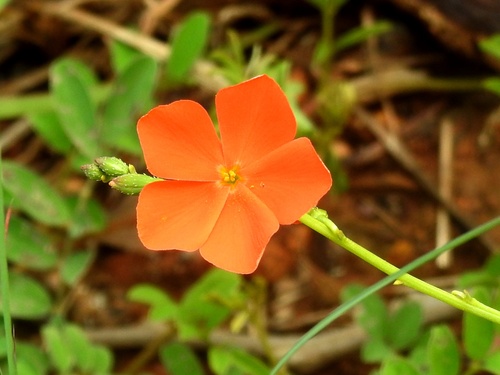 Lion's Eye
