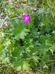 Geranium sanguineum