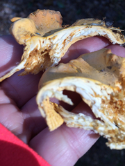 Cantharellus