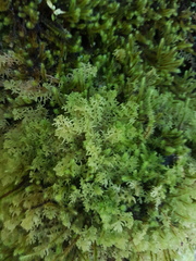 Trichocolea mollissima