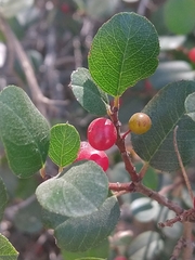 Rhamneae