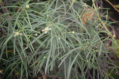 Varronia revoluta