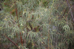 Varronia revoluta