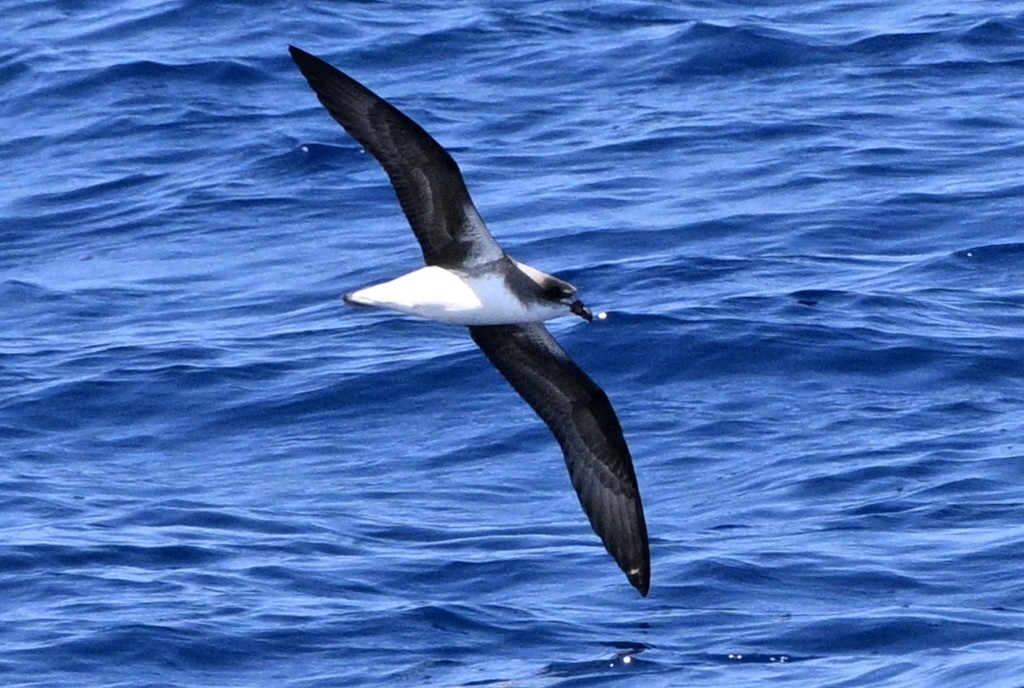 Desertas Petrel (Pterodroma deserta), photo 2