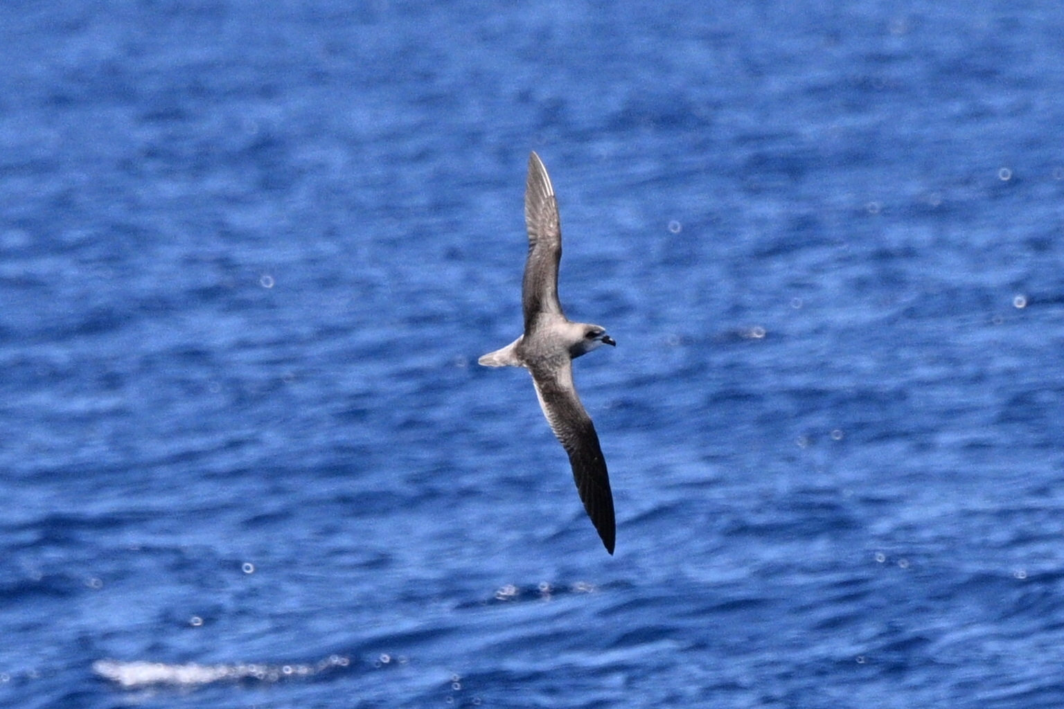 Desertas Petrel (Pterodroma deserta), photo 7