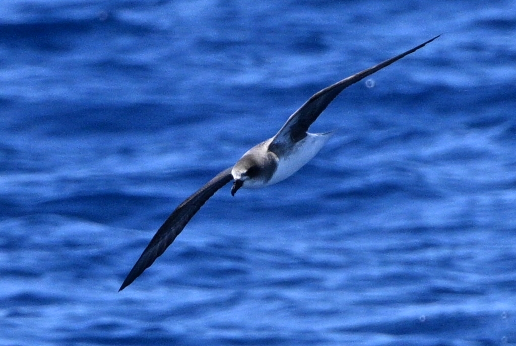 Desertas Petrel (Pterodroma deserta), photo 8