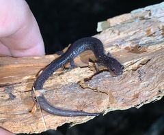 Plethodon virginia