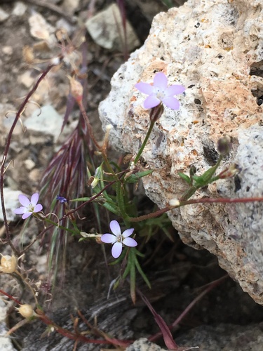 Image of Gilia aliquanta by (c) Matt Berger, some rights reserved (CC BY)