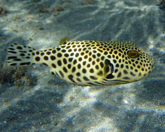 Starry Toadfish photo 5