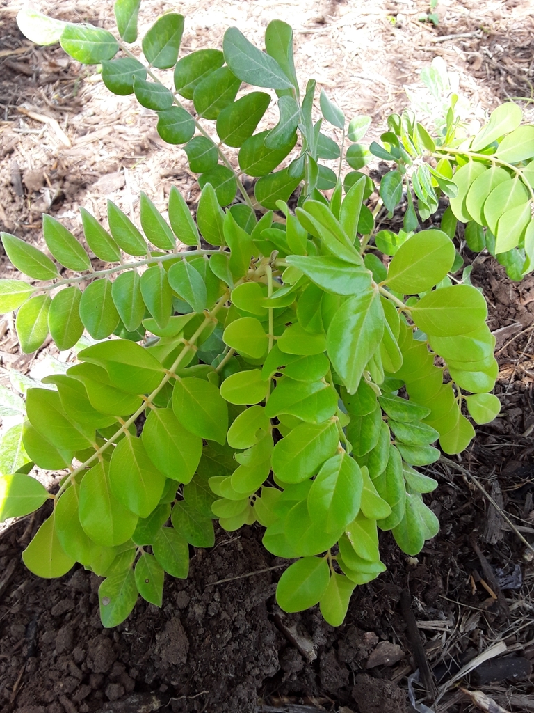 Necklace pod from McAllen, TX 78503, USA on September 20, 2019 at 1112