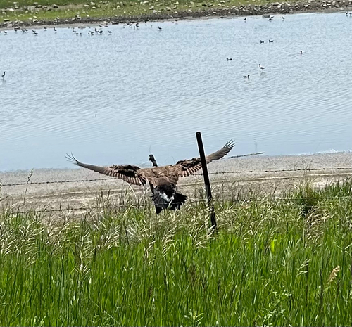 Canada Goose