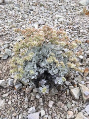 Eriogonum saxatile