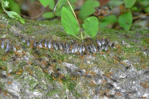 Shiny-bellied Fuzzy Ant photo 3