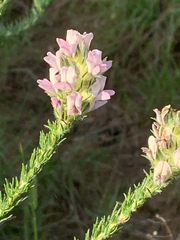 Aspalathus cephalotes violacea