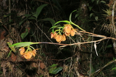 Epidendrum arevaloi