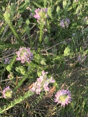 Aspalathus cephalotes violacea