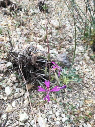 Image of Clarkia xantiana by (c) Matt Berger, some rights reserved (CC BY)
