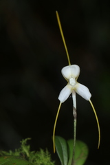 Masdevallia klabochorum
