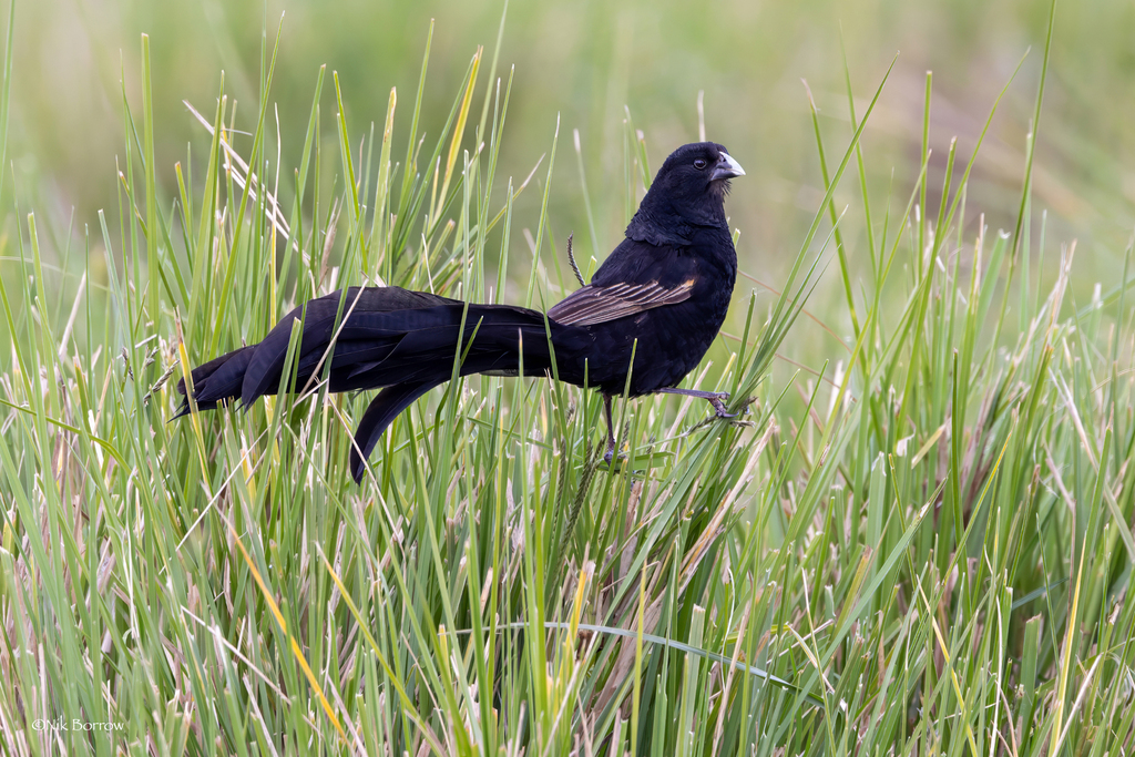 Jackson's Widowbird