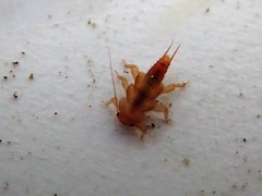 Peltoperlidae