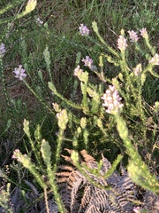 Aspalathus cephalotes violacea