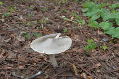 Amanita arocheae