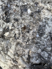 Formicidae