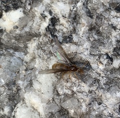 Formicidae