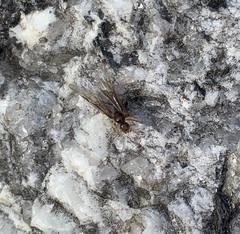 Formicidae