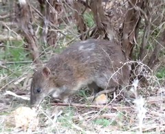 Isoodon obesulus obesulus