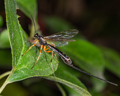 Rhyssella nitida