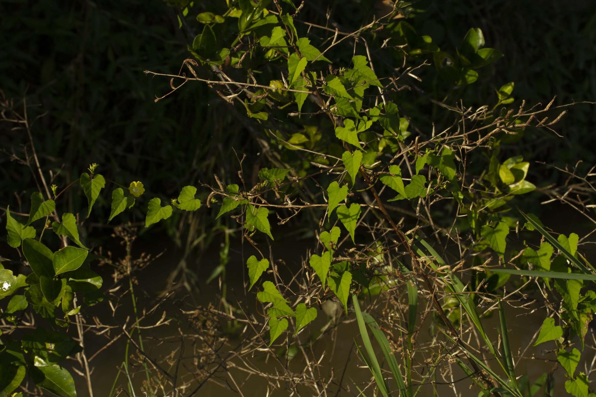 Merremia hederacea — ảnh 3