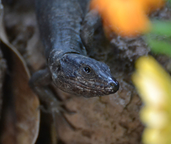 Gallotia galloti galloti