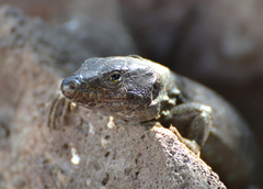 Gallotia galloti galloti