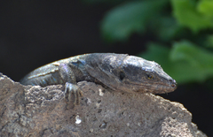 Gallotia galloti galloti