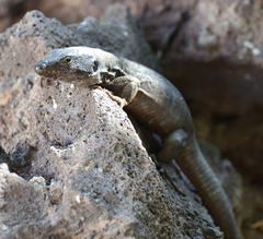 Gallotia galloti galloti