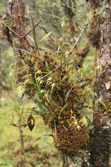 Maxillaria acuminata